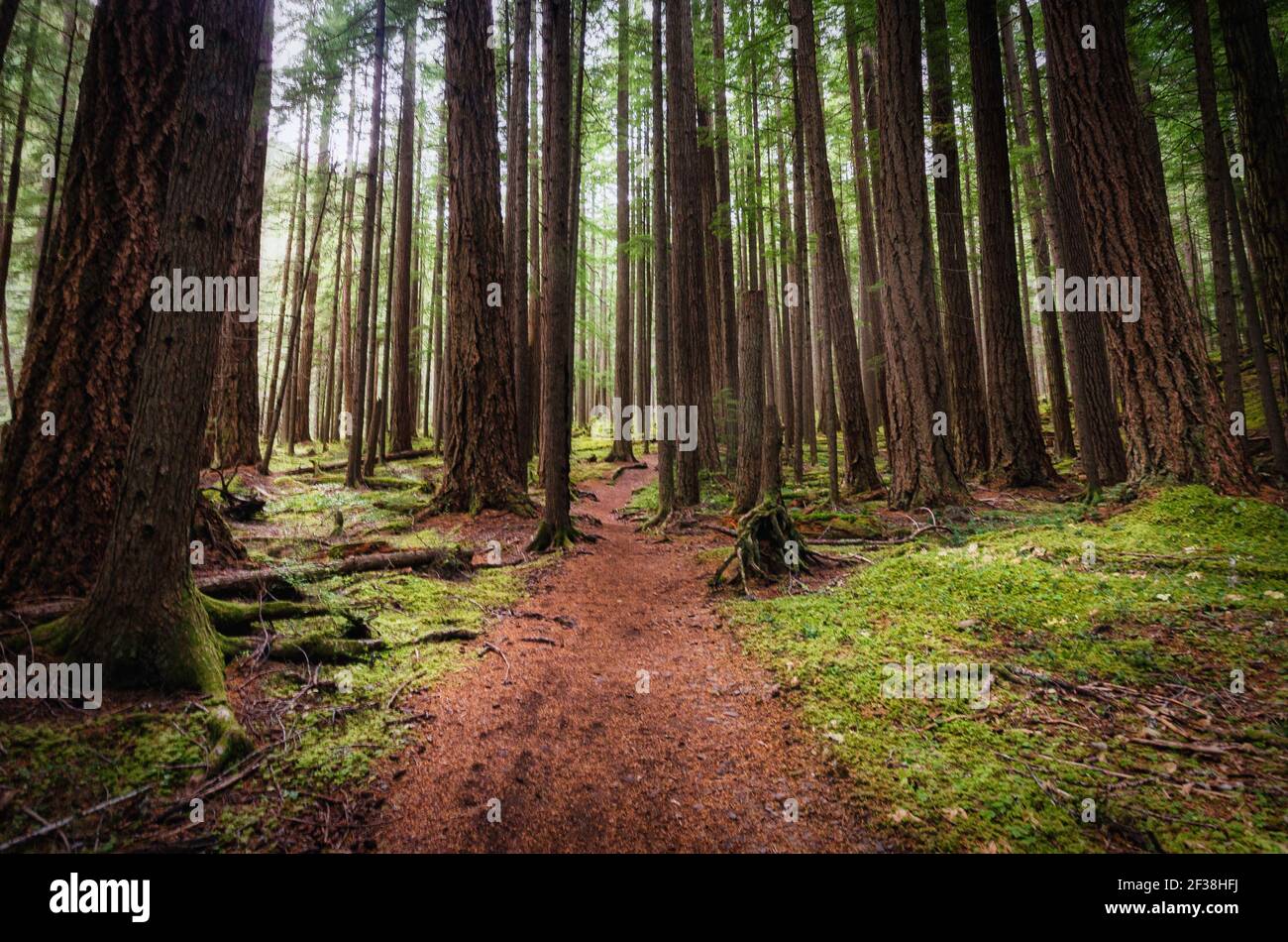 Chemin forestier traversant la forêt du National Olympique Stationnement Banque D'Images
