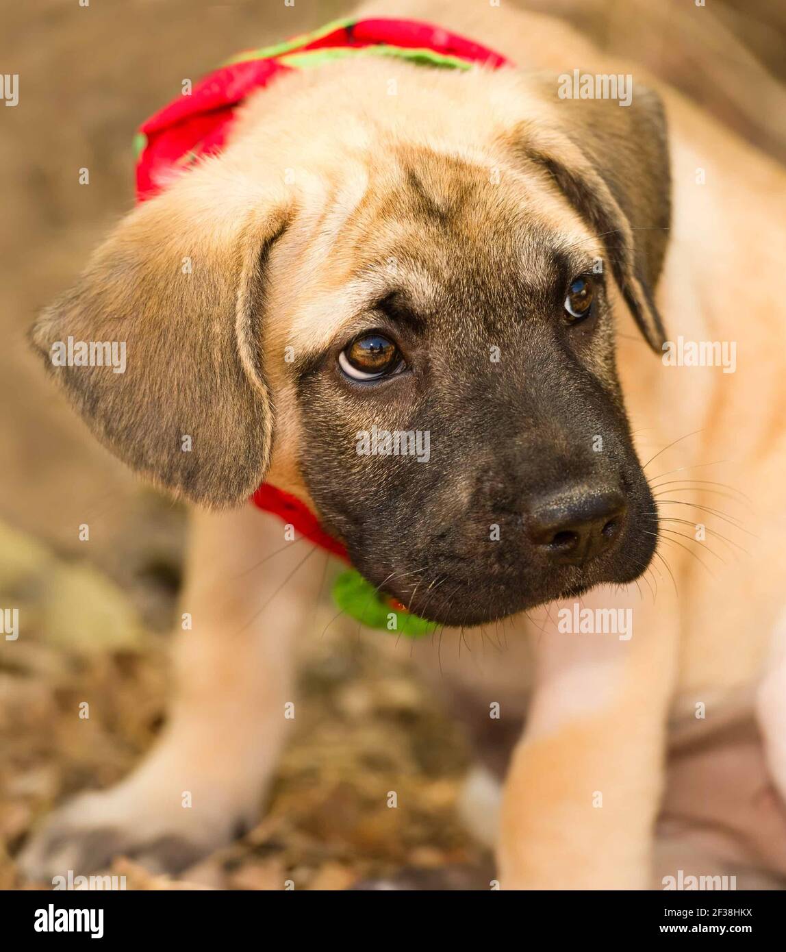 Un chien de chiot a l'air très triste dans un vertical Format Banque D'Images