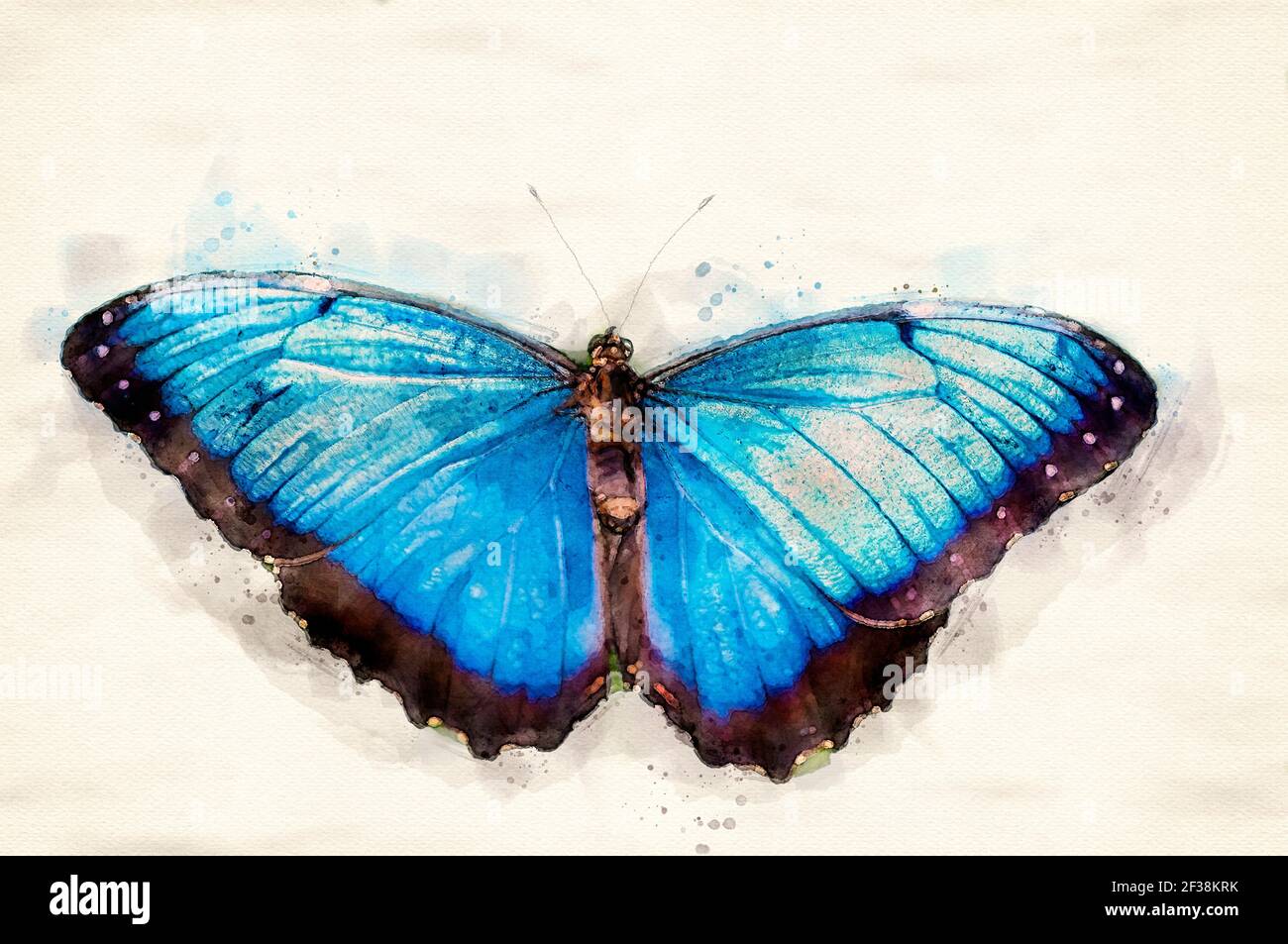 Illustration d'aquarelle numérique Blue Morpho commune Banque D'Images