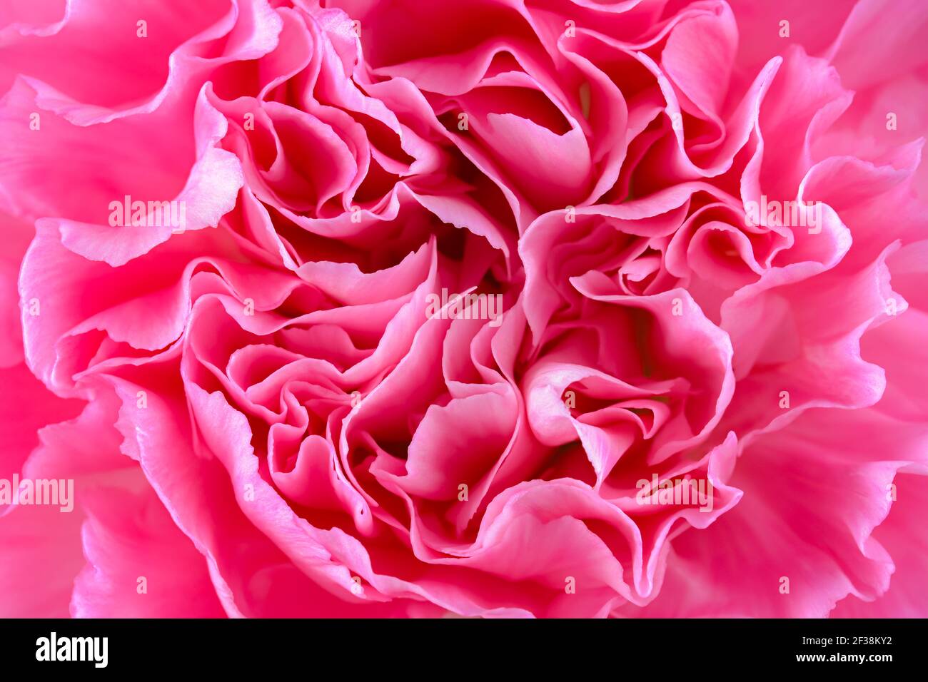 Gros plan de la belle fleur rose de la Carnation Banque D'Images