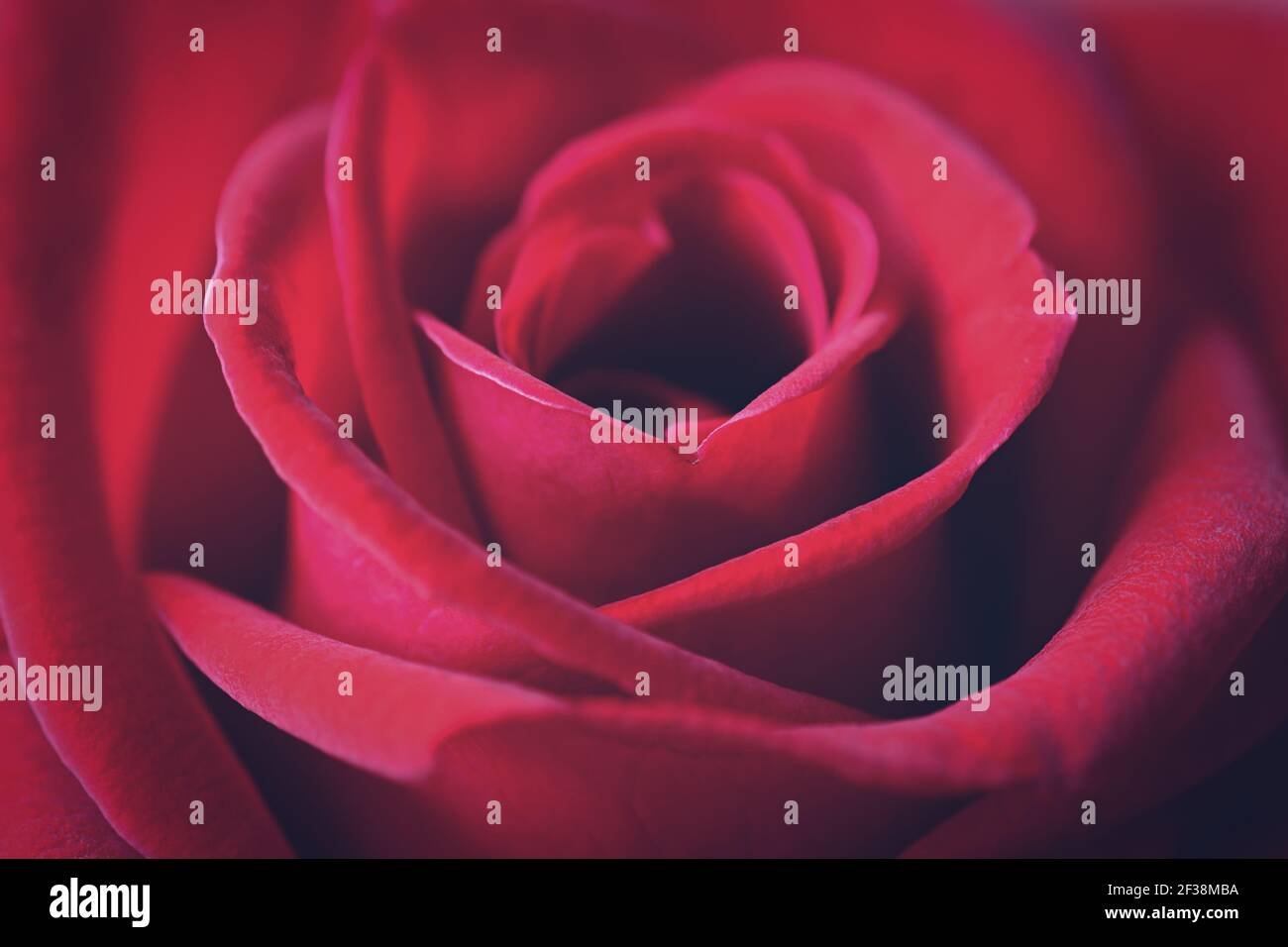 Gros plan sur de magnifiques pétales de rose rouge, tons vintage Banque D'Images