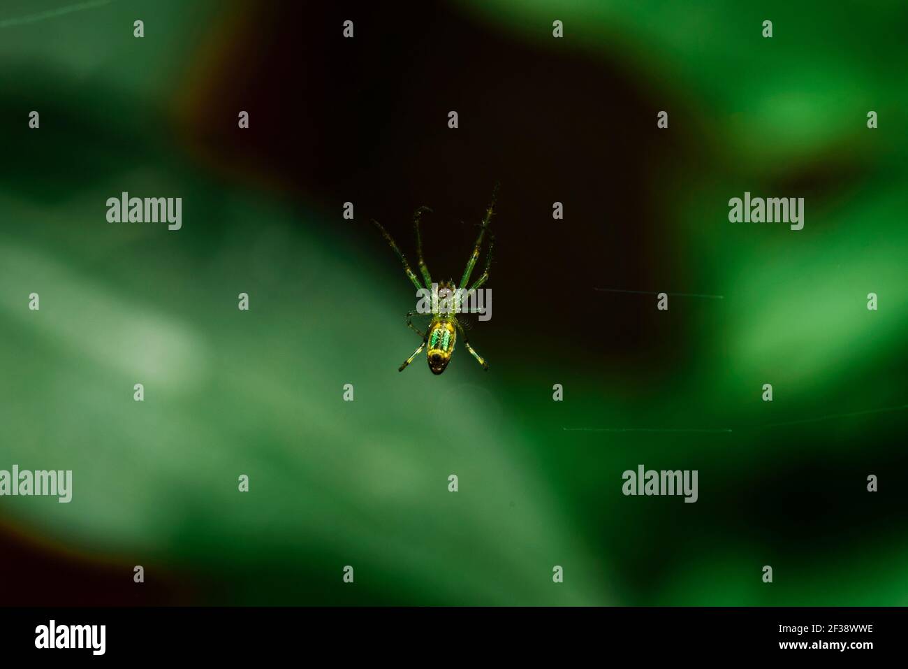 Photo macro de Yellow Orchard Spider Banque D'Images