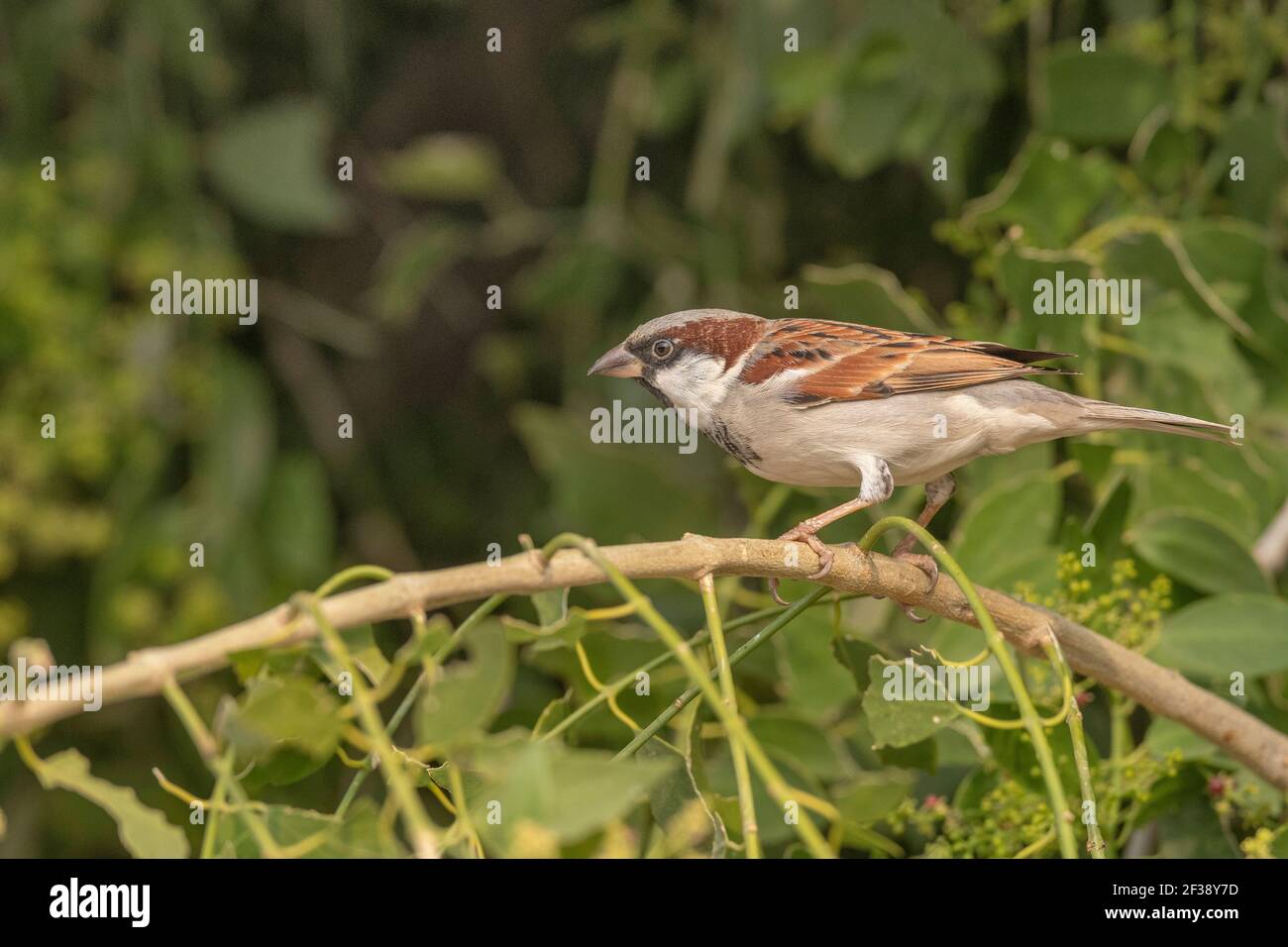 Maison Sparrow, Passer domesticus, mâle, petite Rann de Kutch, Gujarat, Inde Banque D'Images