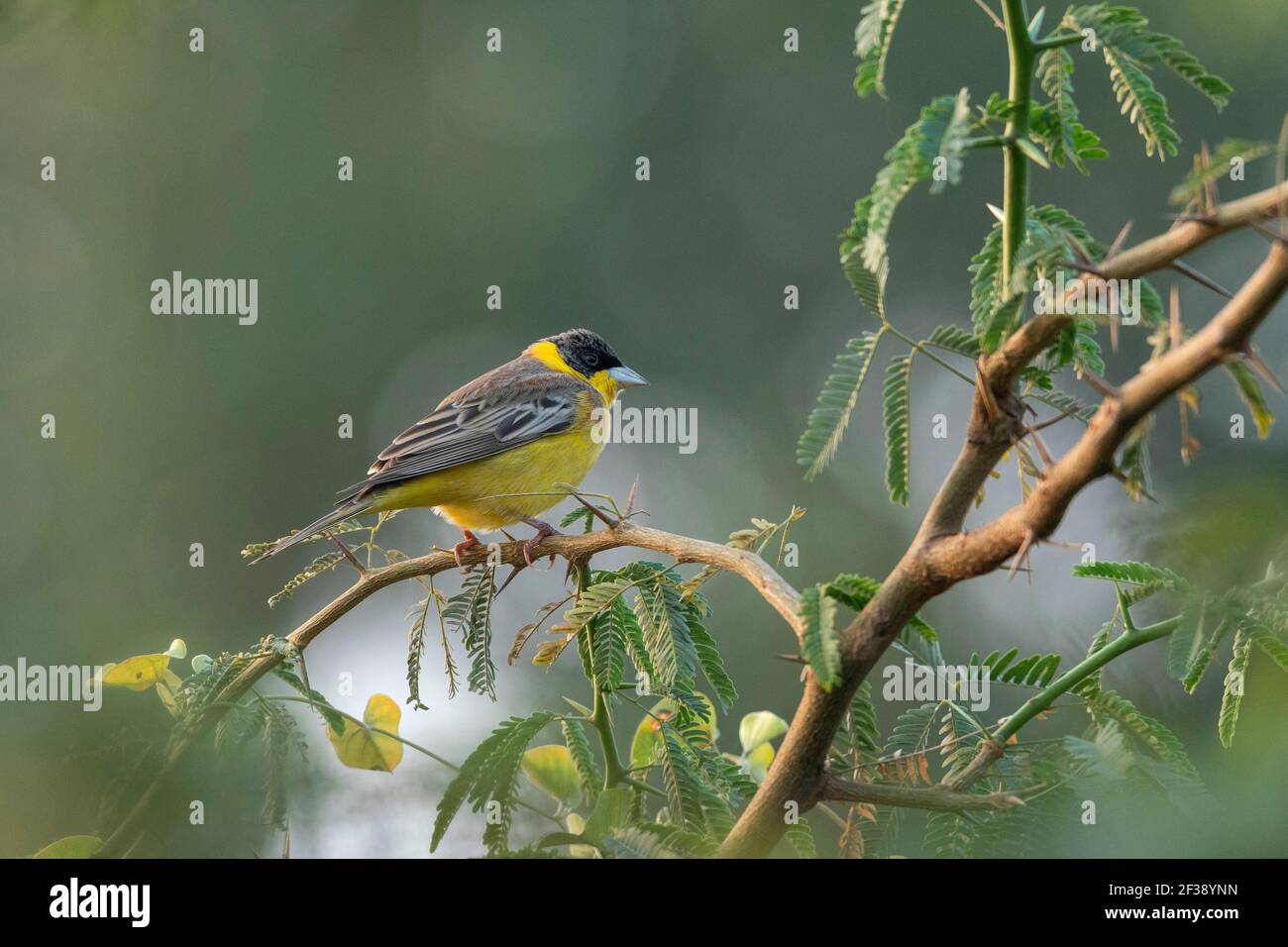 Banderole à tête noire, Emberiza melanocephala, sanctuaire d'oiseaux de Nal Sarovar, Gujarat, Inde Banque D'Images
