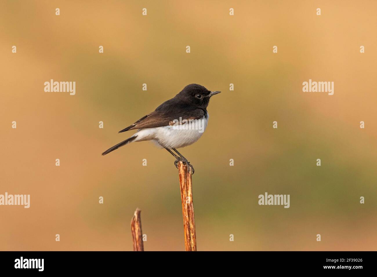 Wheatear variable, Oenanthe picata, Nal Sarovar Bird Sanctuary, Gujarat, Inde Banque D'Images