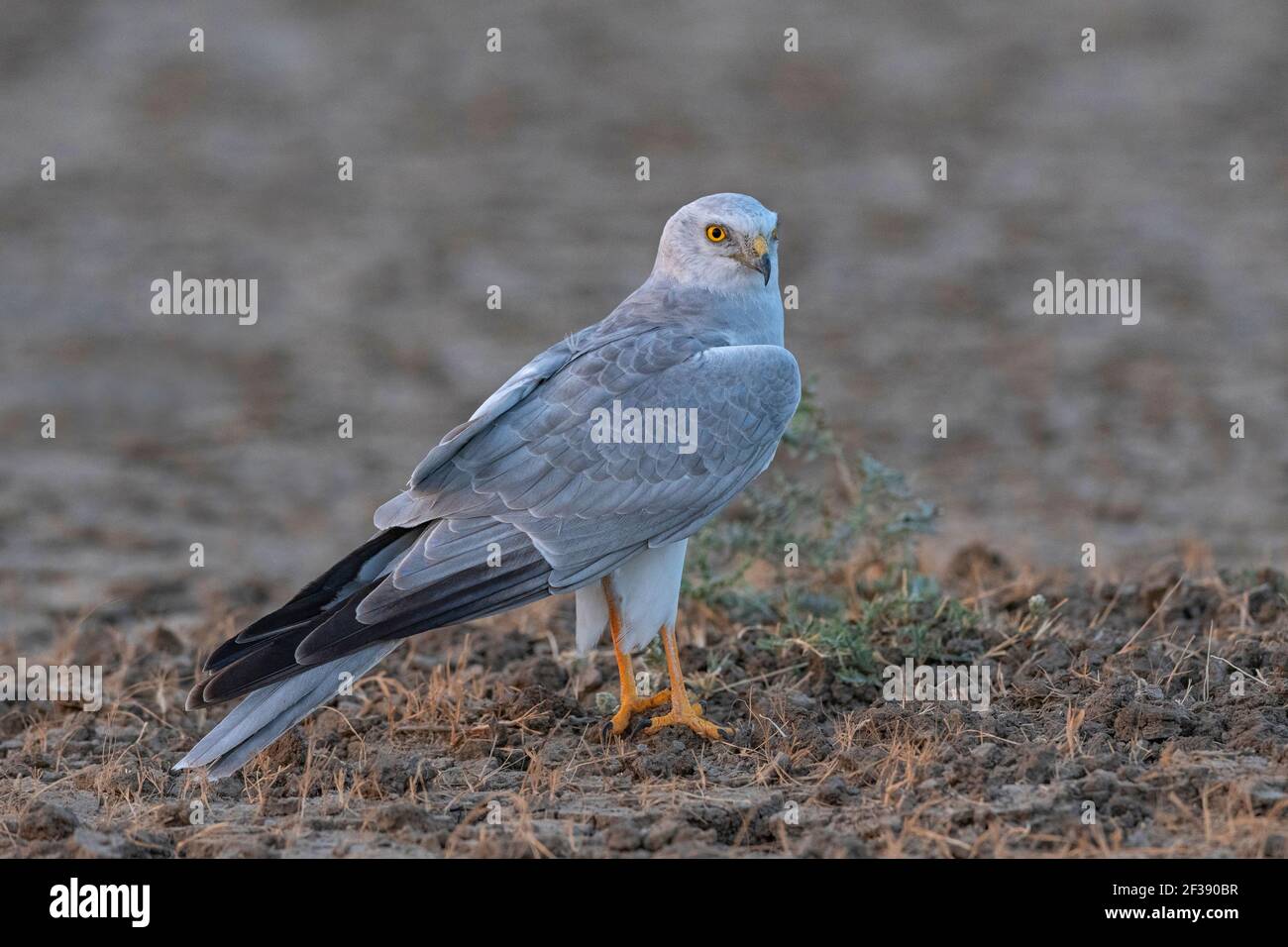 Pallid harrier, Circus macrourus, petit Rann de Kutch, Gujarat, Inde Banque D'Images