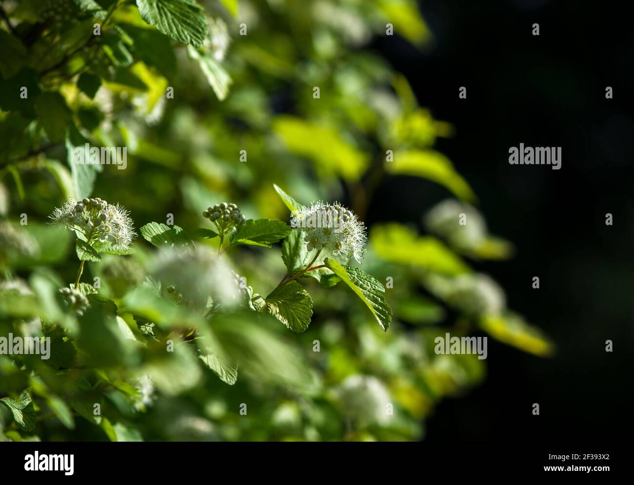 Magnifique arbuste blanc à fleurs Spirea aguta couronne de brides . Banque D'Images