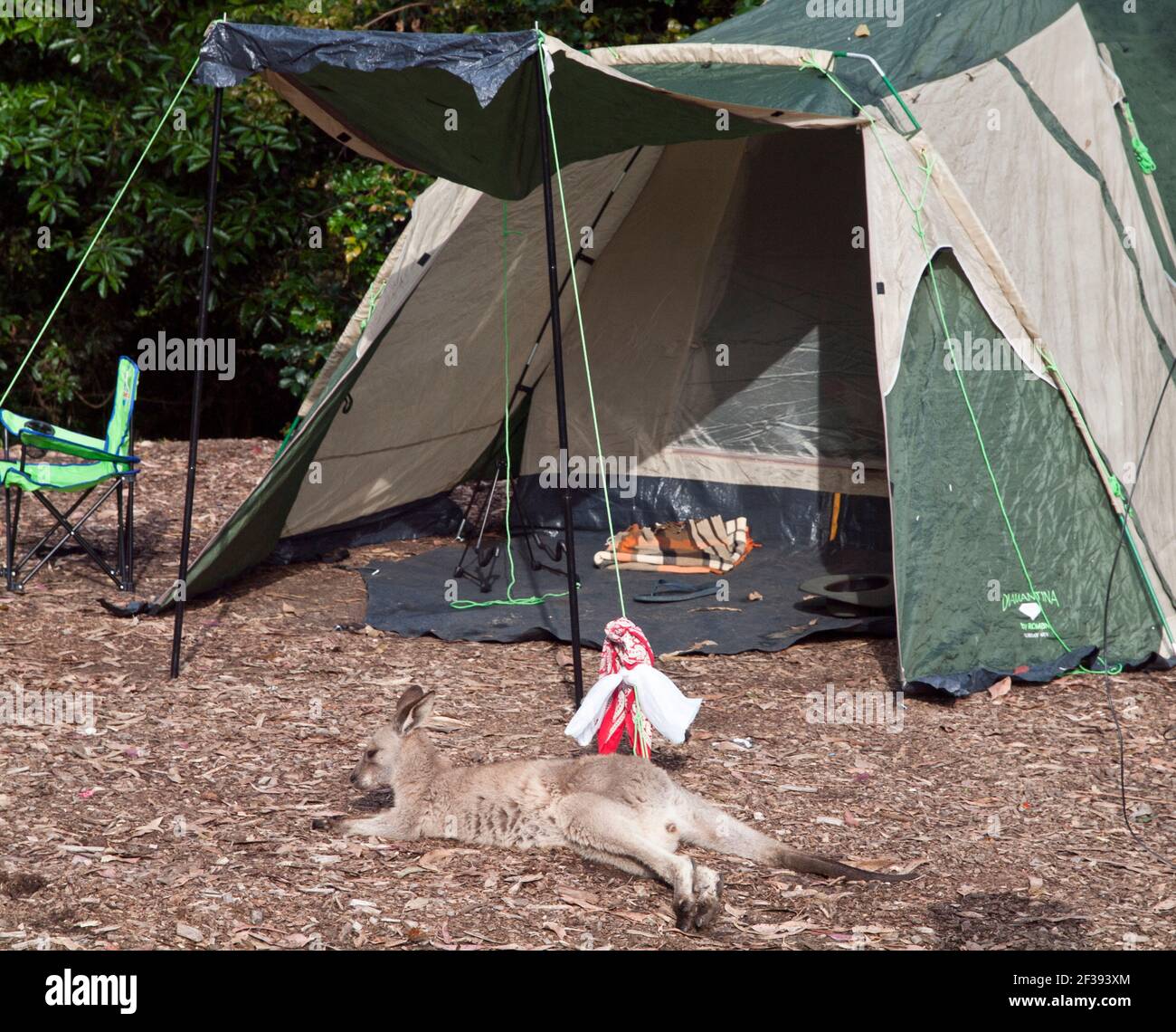 Eastern Grey (Macropus giganteus) joey Outside Tent, Depot Beach, Murramarang National Park, Nouvelle-Galles du Sud, Australie Banque D'Images