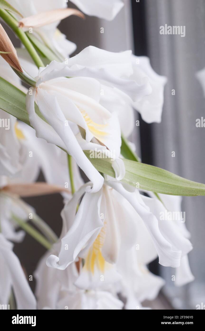Fleurs de Coelogyne cristata orchid, Close up shot Banque D'Images