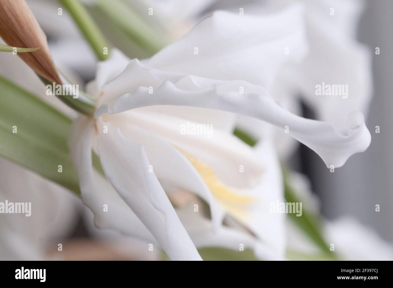 Fleurs de Coelogyne cristata orchid, Close up shot Banque D'Images