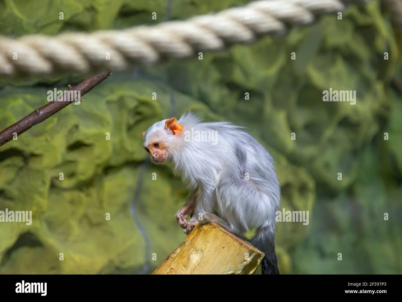 Chimpanzee Intelligence Banque D Image Et Photos Alamy