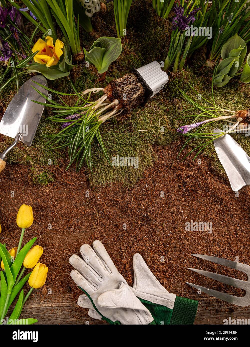Pose plate de fleurs de printemps et d'outils de jardinage sur fond de bois ancien. Copier l'espace sur le sol Banque D'Images