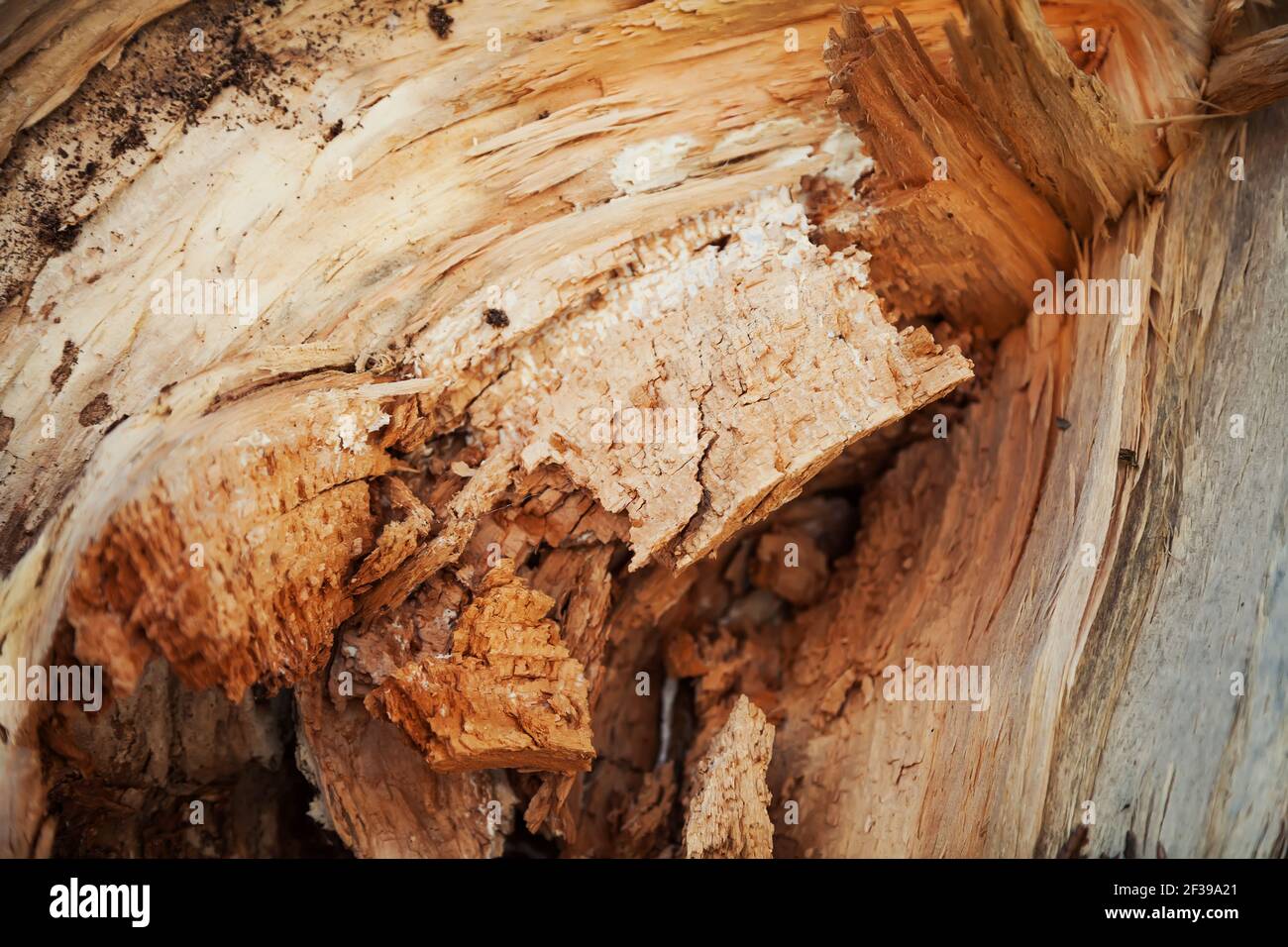 Texture du bois pourri. Arbre pourri de près et ses fragments pourris Banque D'Images