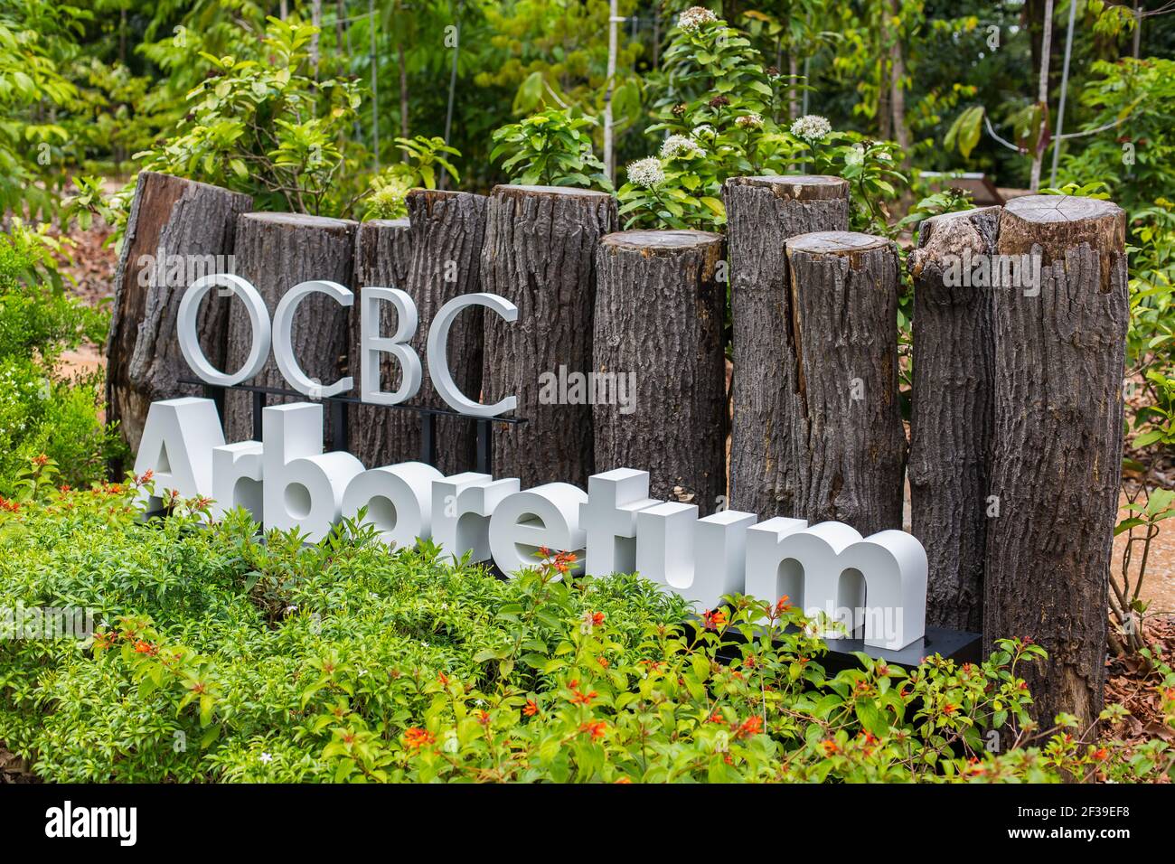 Signalisation de l'arboretum de l'OCBC avec des rondins en bois utilisés comme décoration aux jardins botaniques de Singapour. Banque D'Images