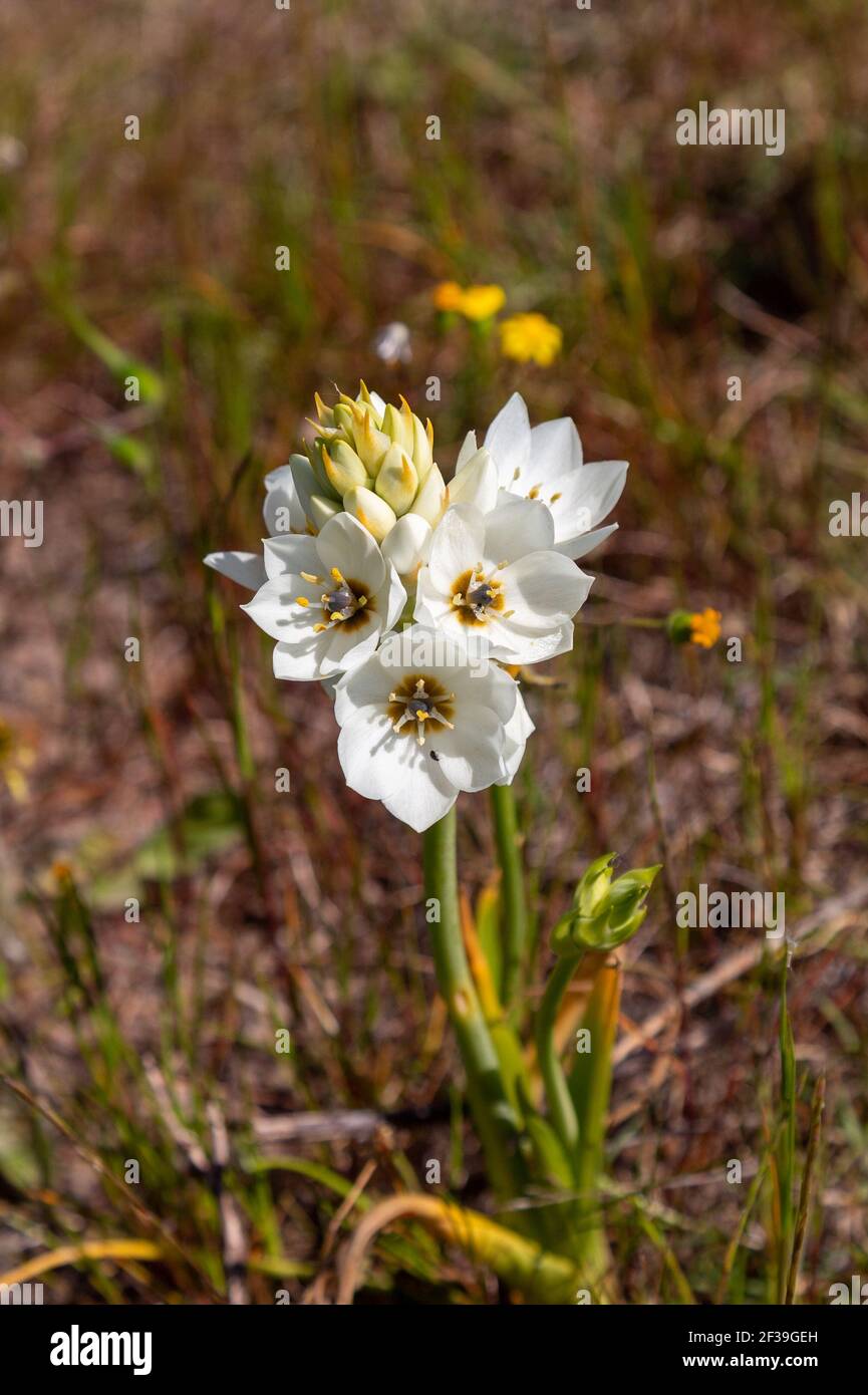 Ornithogalum sp. Dans un habitat de renoderveld vu près de Darling dans le Cap occidental de l'Afrique du Sud Banque D'Images