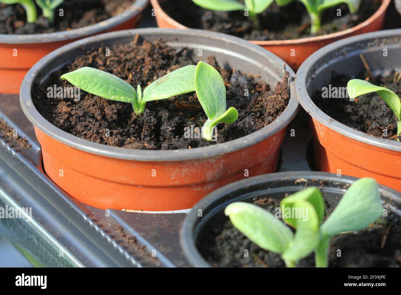 Culture de jeunes plants de citrouille et de jeunes plants de citrouille verts en pots, arrière-plan de jardinage . Banque D'Images
