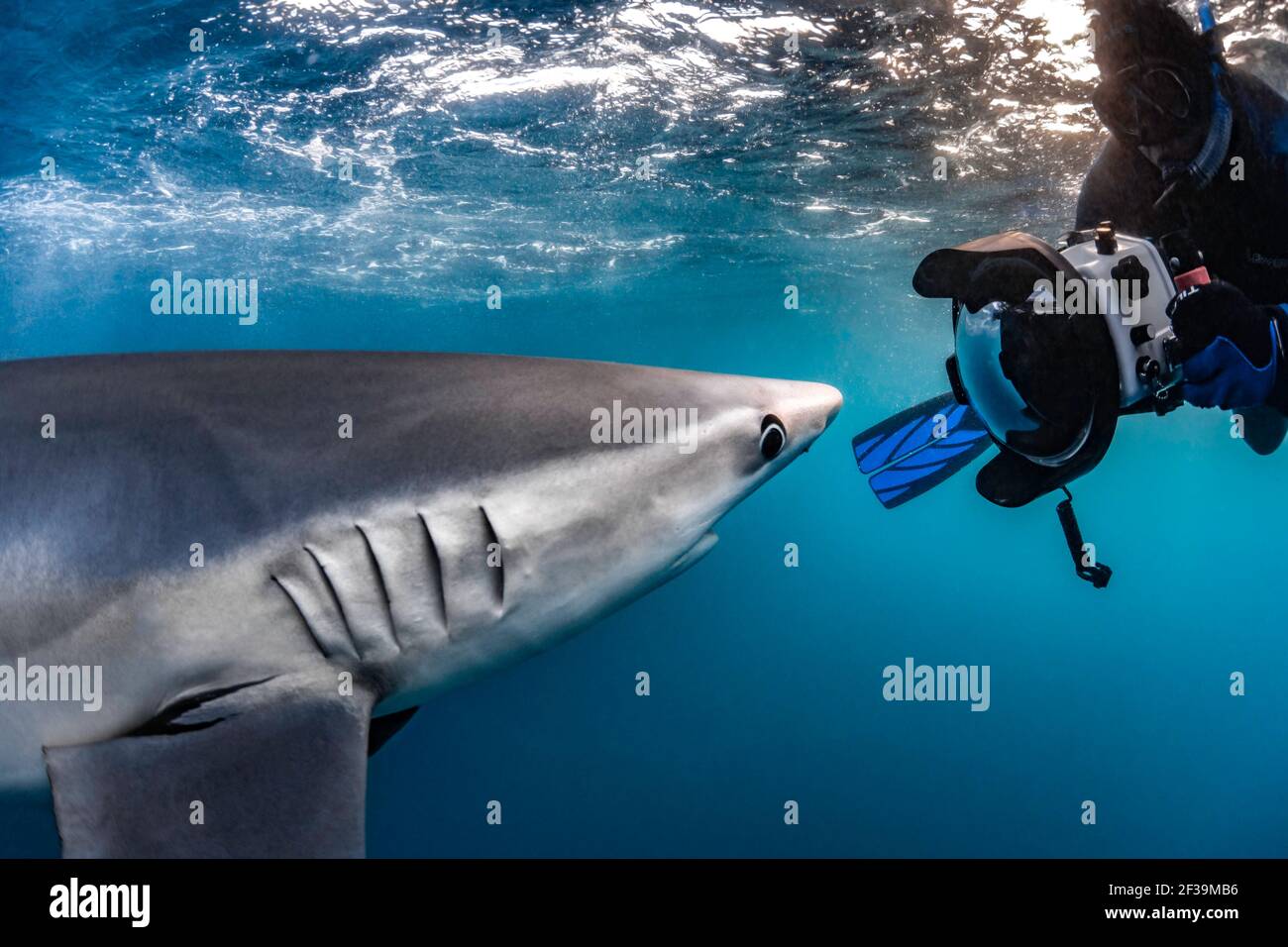 Photographe sous-marin capturant le requin bleu à Cabo San Lucas, Baja California sur, Mexique Banque D'Images
