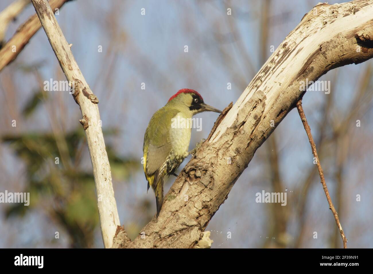 Pic vert - dans l'arbre mort recherche d'insectsPicus viridis Lea Valley Park Herts, Royaume-Uni BI006774 Banque D'Images