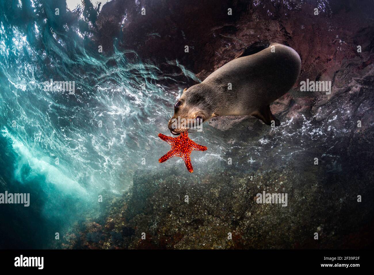 California Sea Lion Holding Starfish à Los Islotes, la Paz, Baja California sur, Mexique Banque D'Images