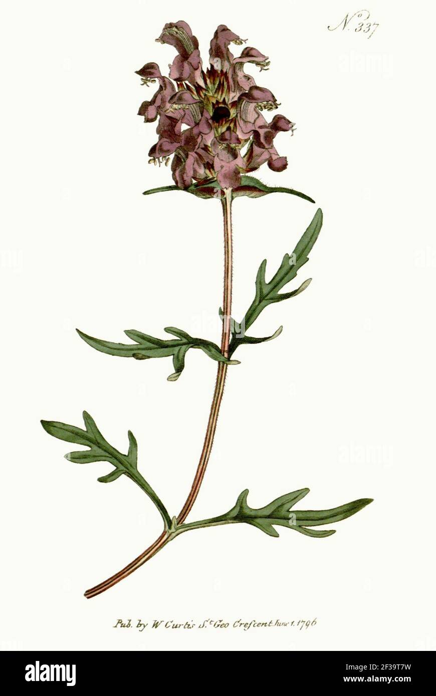 Prunella grandiflora - The Botanical Magazine, plate 337 (Volume 10, 1796). Banque D'Images