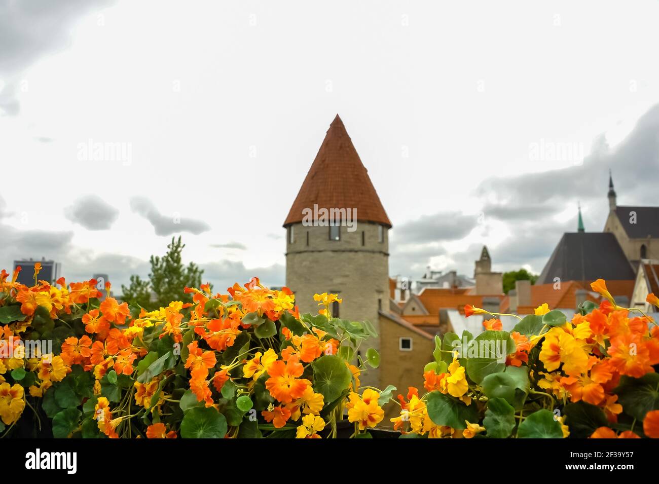 Jardin sur le toit de la ville, lit de naturtiums (tropaeolum majus), la vieille ville de Tallinn avec Stout ou tour Fat Margaret en arrière-plan Banque D'Images