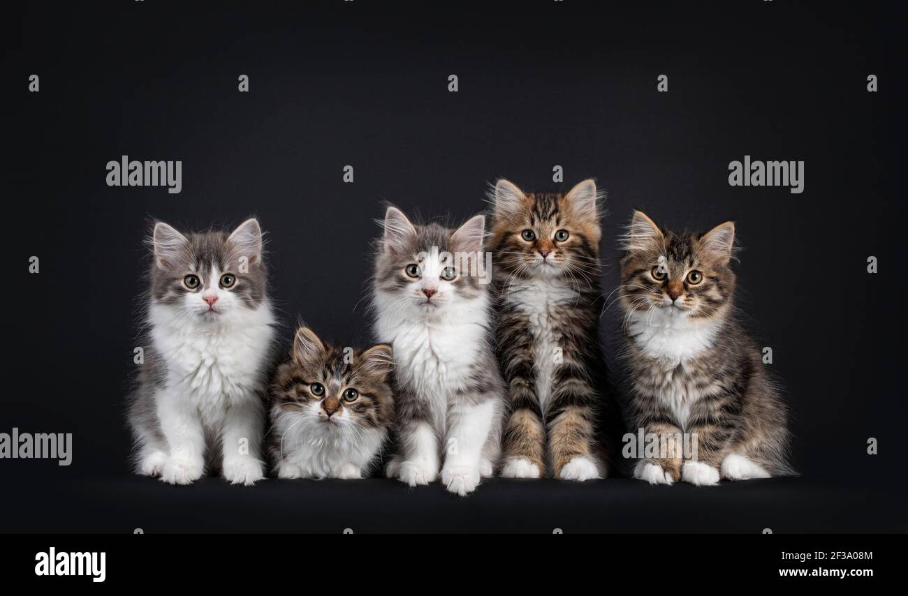 Groupe De Cinq Chatons De Chat Siberien Dans Une Variete De Couleurs Se Posant Et Assis Sur Une Rangee Parfaite En Regardant Vers Les Campeurs Isole Sur Un Fond Noir Photo Stock Groupe De Cinq Chatons De Chat Siberien Dans Une Variete De Couleurs Se Posant Et Assis Sur Une Rangee Parfaite En Regardant Vers Les Campeurs Isole Sur Un Fond Noir Photo Stock