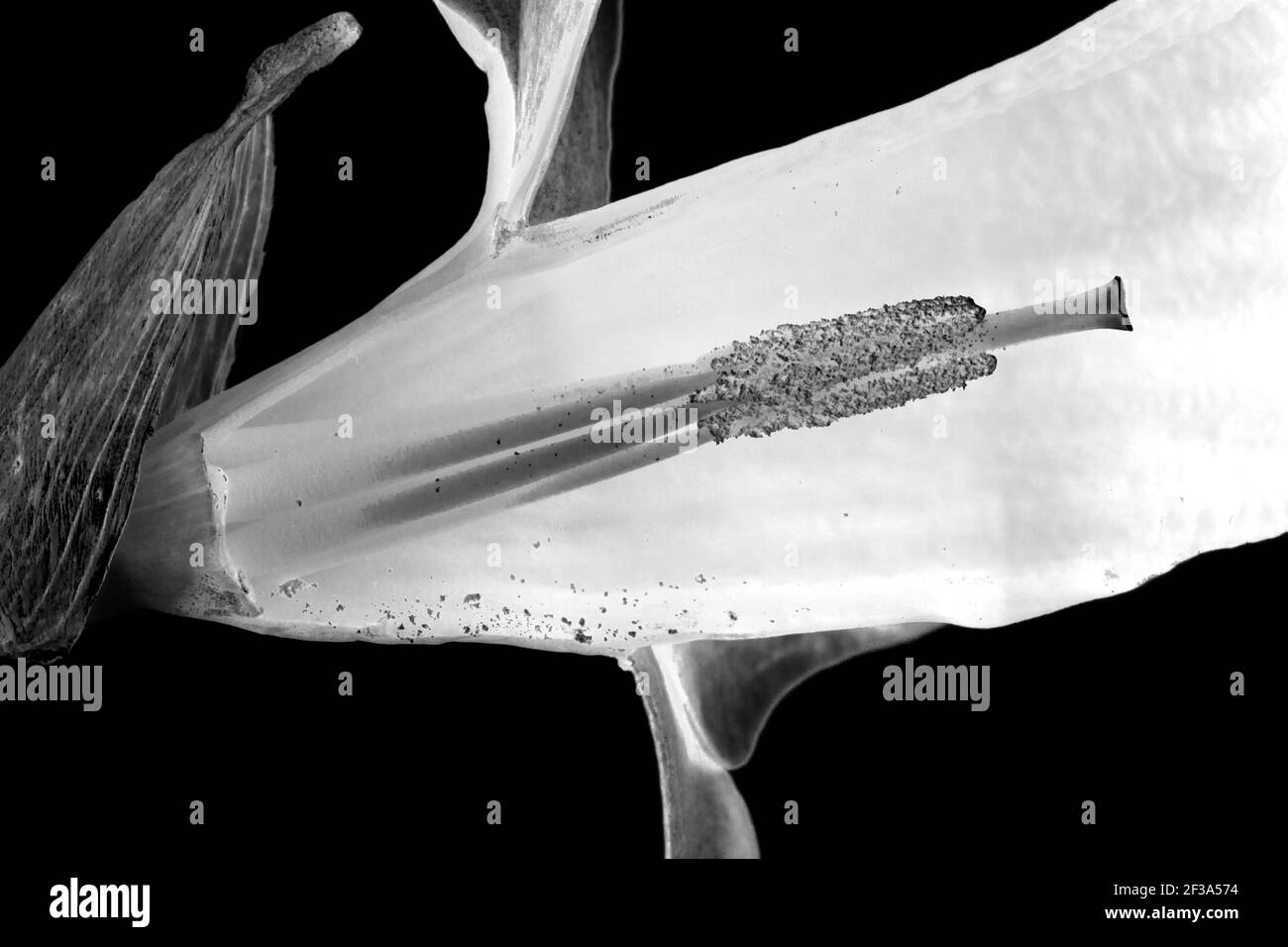 Détails des étamines et de l'anthère d'un Daffodil. Le pollen est produit et nécessite un insecte tel qu'une abeille pour déplacer le pollen de l'étamine mâle Banque D'Images