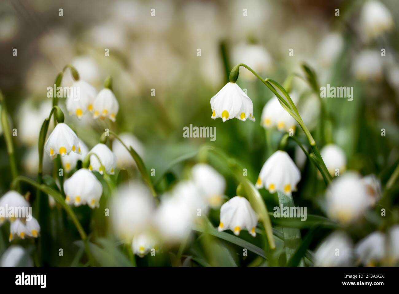 Fleur de flocon de neige de printemps Leucojum vernum floraison Banque D'Images