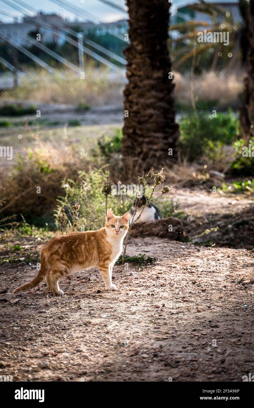 Chats dans le parc Banque D'Images