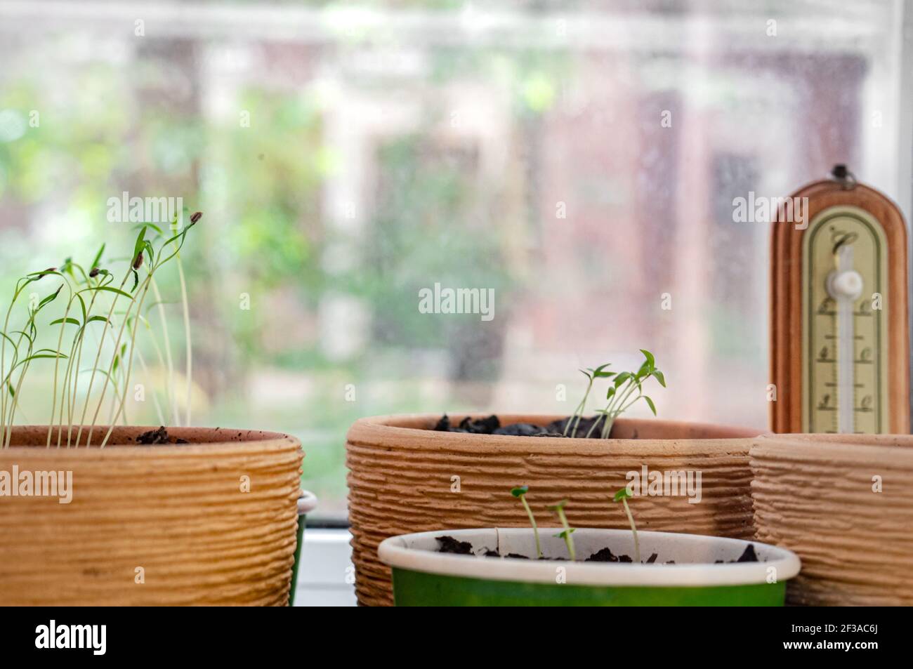 Pots de fleurs avec jeunes plants en serre et thermomètre sur le rebord de la fenêtre Banque D'Images