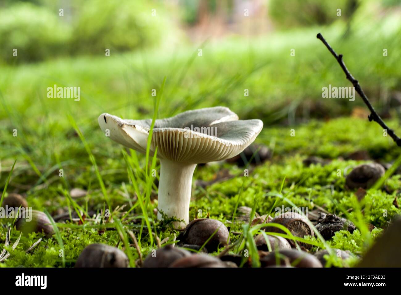 Champignon lamellaire poussant sur la mousse verte parmi les herbes et les acornes qui sont tombés des chênes en automne. Banque D'Images