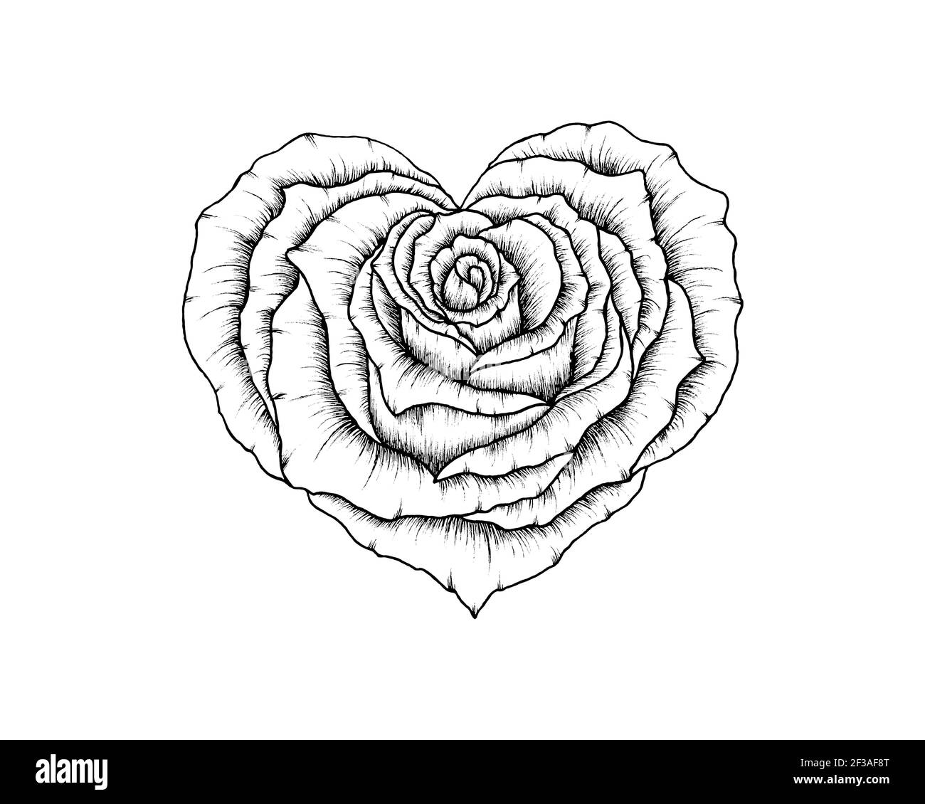 Belle ligne art coeur rose dessin isolé sur blanc, beaux art fleur rose grande pour la Saint-Valentin, fête des mères ou des mariages, amour fleuri Banque D'Images