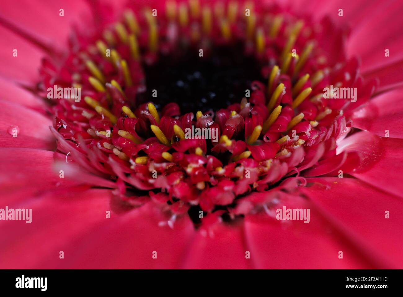 Incroyable gerbera rose. Vue macro Banque D'Images