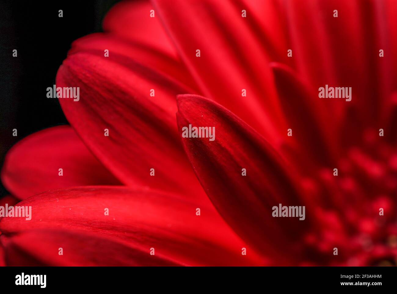 Incroyable gerbera rouge. Vue macro Banque D'Images