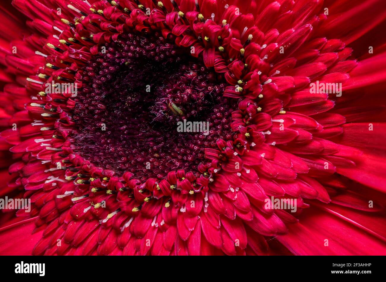 Incroyable gerbera rouge. Vue macro Banque D'Images
