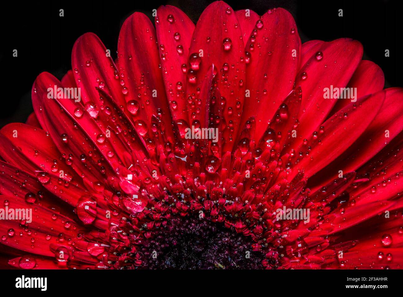 Incroyable gerbera rouge. Vue macro Banque D'Images