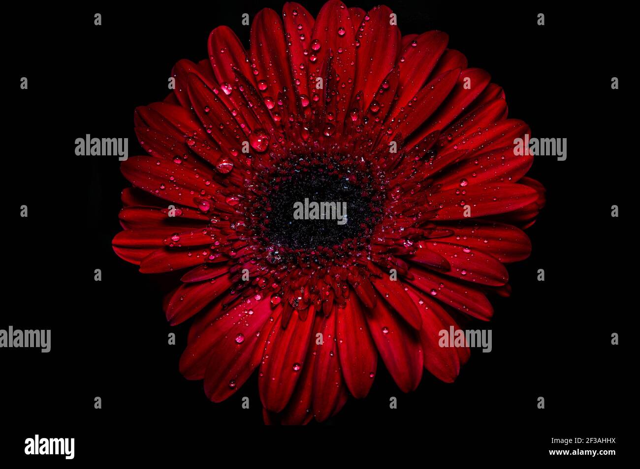 Incroyable gerbera rouge. Vue macro Banque D'Images