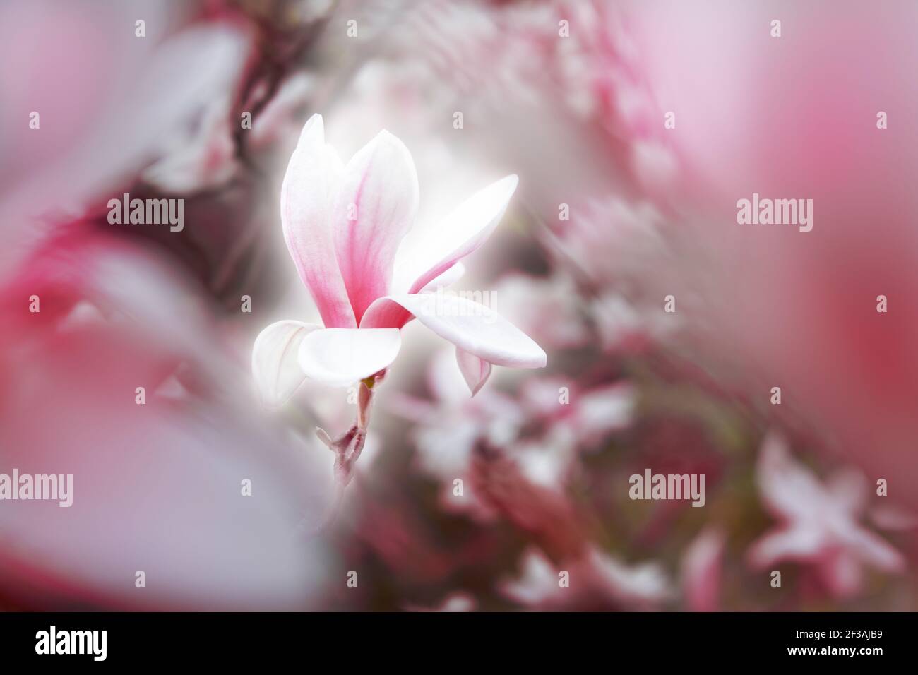 Fleur de fleur de Magnolia floraison au printemps avec lumière Banque D'Images