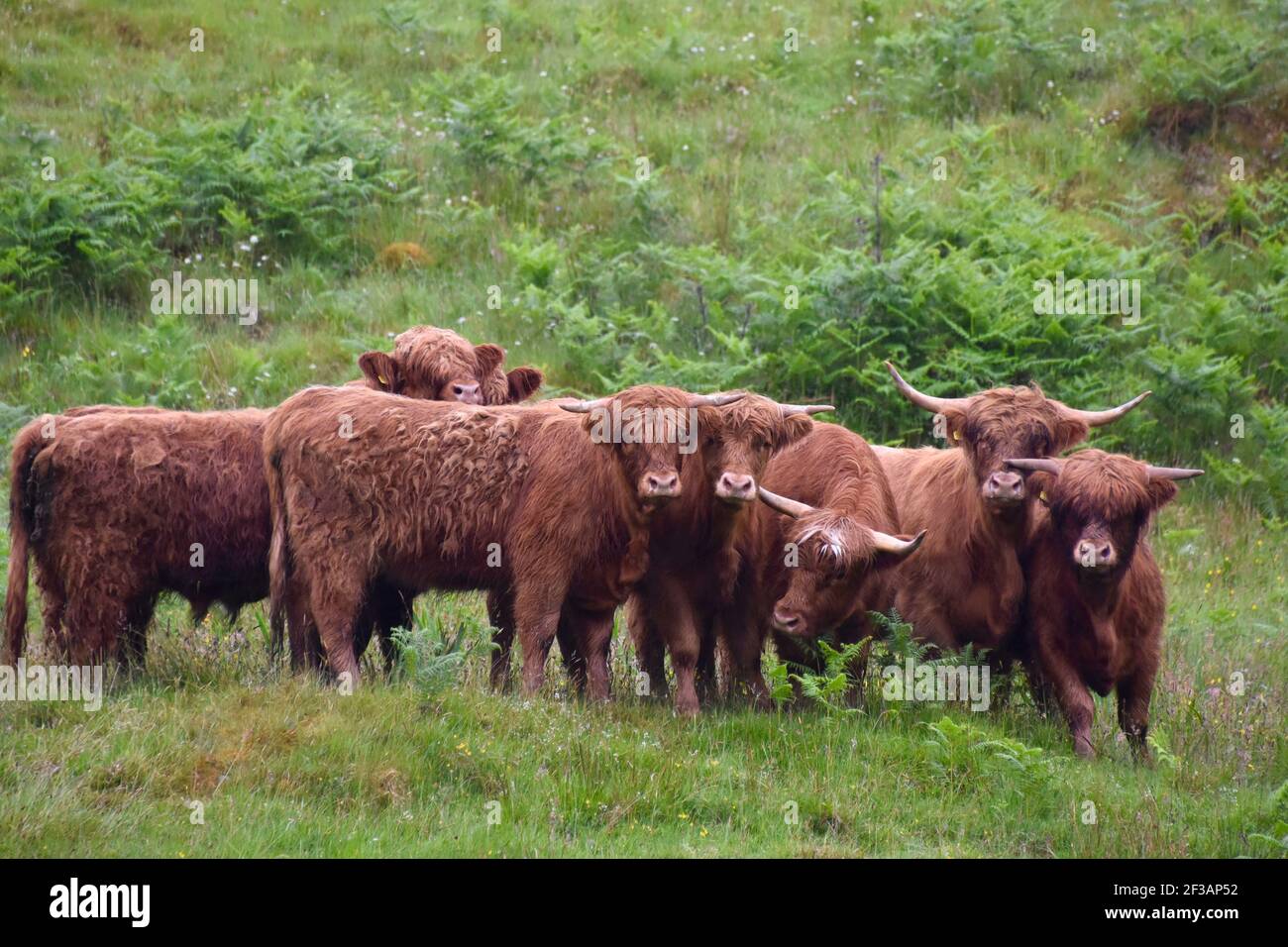 Highland bétail, Oban, Argyll, Écosse Banque D'Images