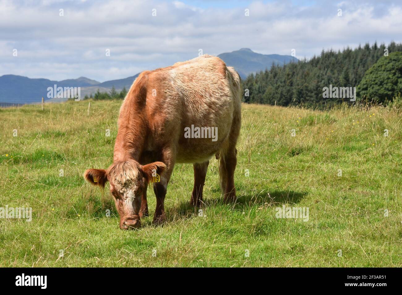 Shorthorn cross Highland Cattle, Perthshire, Écosse Banque D'Images