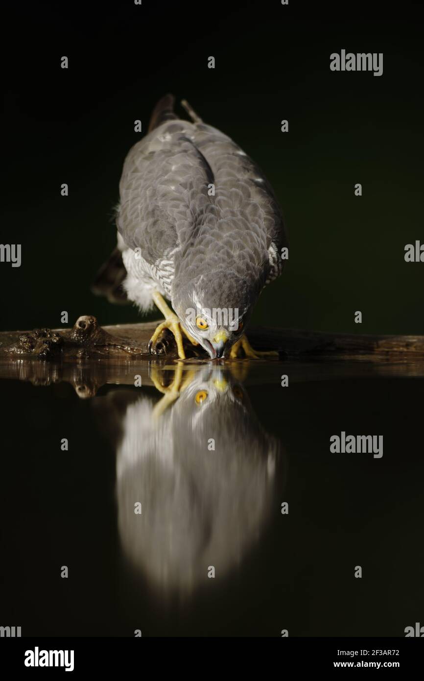 Sparrowhawk - Drinking at Forest poolAccipiter nisus Hongrie BI015933 Banque D'Images