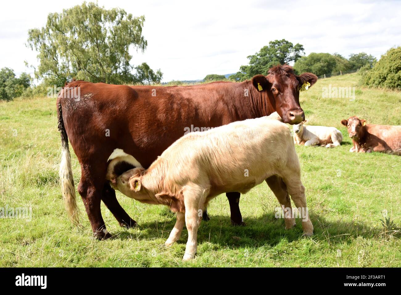 Shorthorn cross Highland Cattle, Perthshire, Écosse Banque D'Images