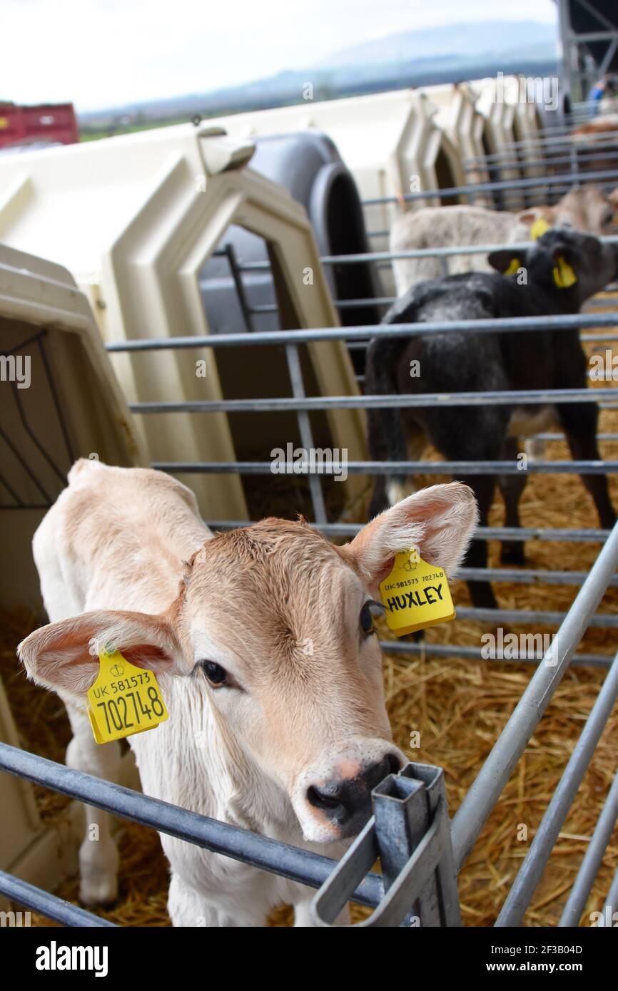Faire dorer les vaches et les veaux suisses au-delà de la ferme Burn, Mouswald, Dumfriesshire Banque D'Images