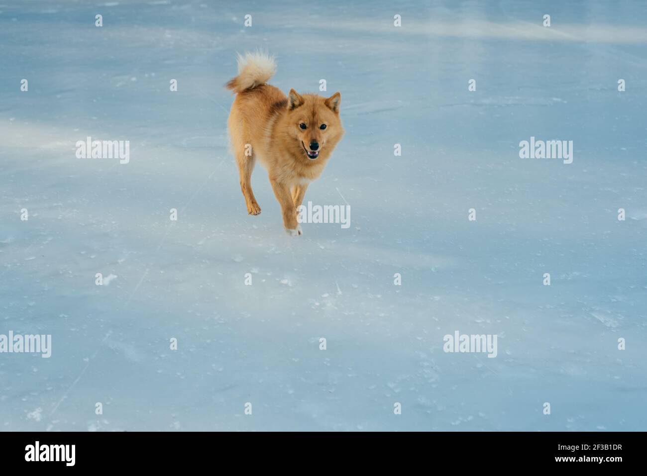 redhead drôle spitz chien court sur la glace Banque D'Images