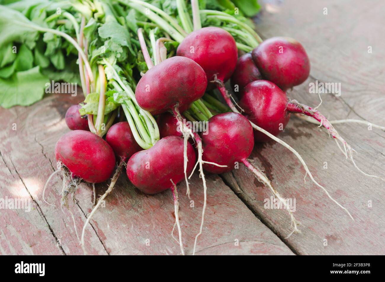 Radis rouge frais sur une table en bois Banque D'Images