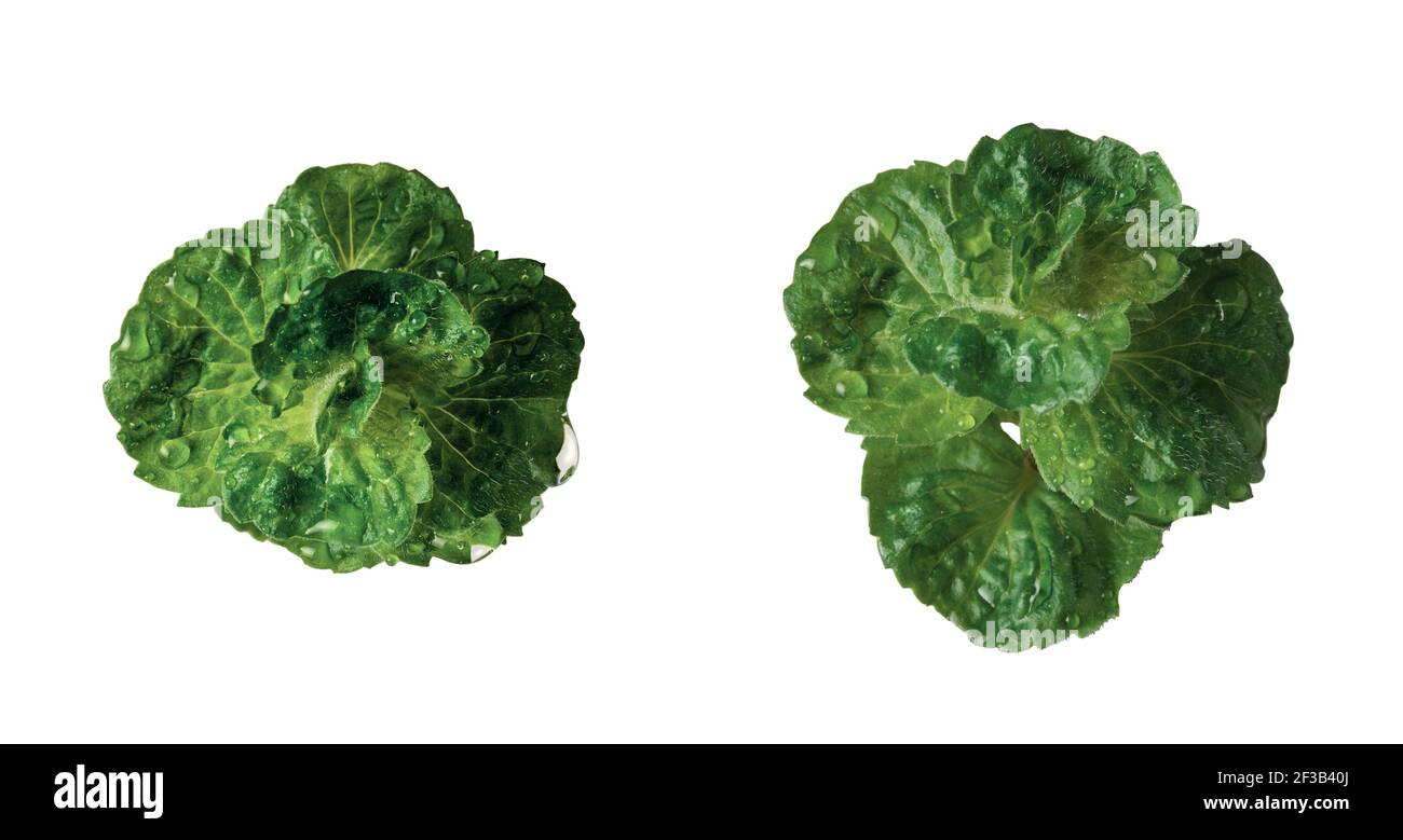 Feuille de menthe fraîche avec gouttes de rosée isolées sur un blanc arrière-plan Banque D'Images