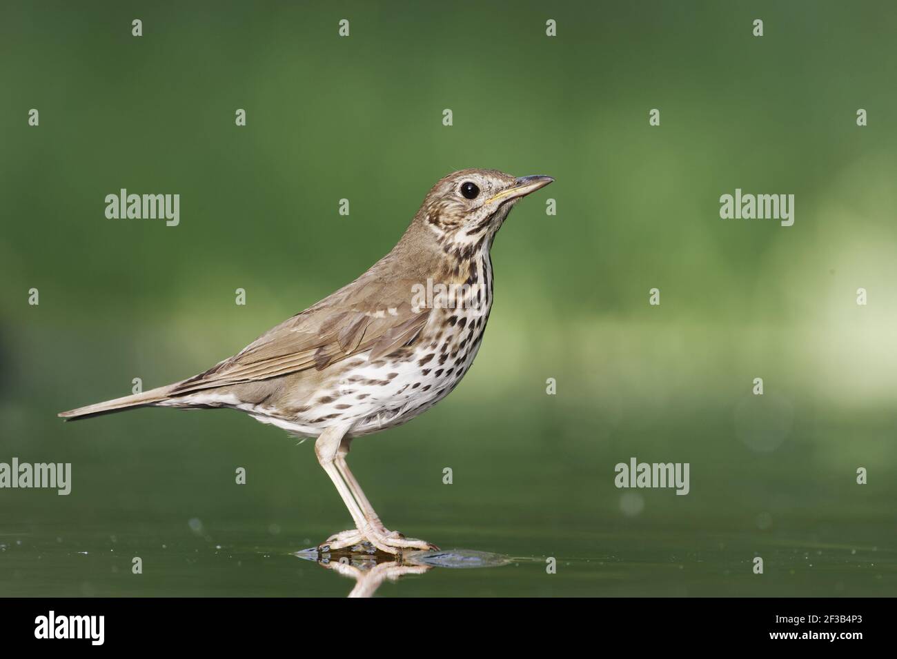Song Grush - à la piscine de bois Turdus philomelos Hongrie BI016322 Banque D'Images