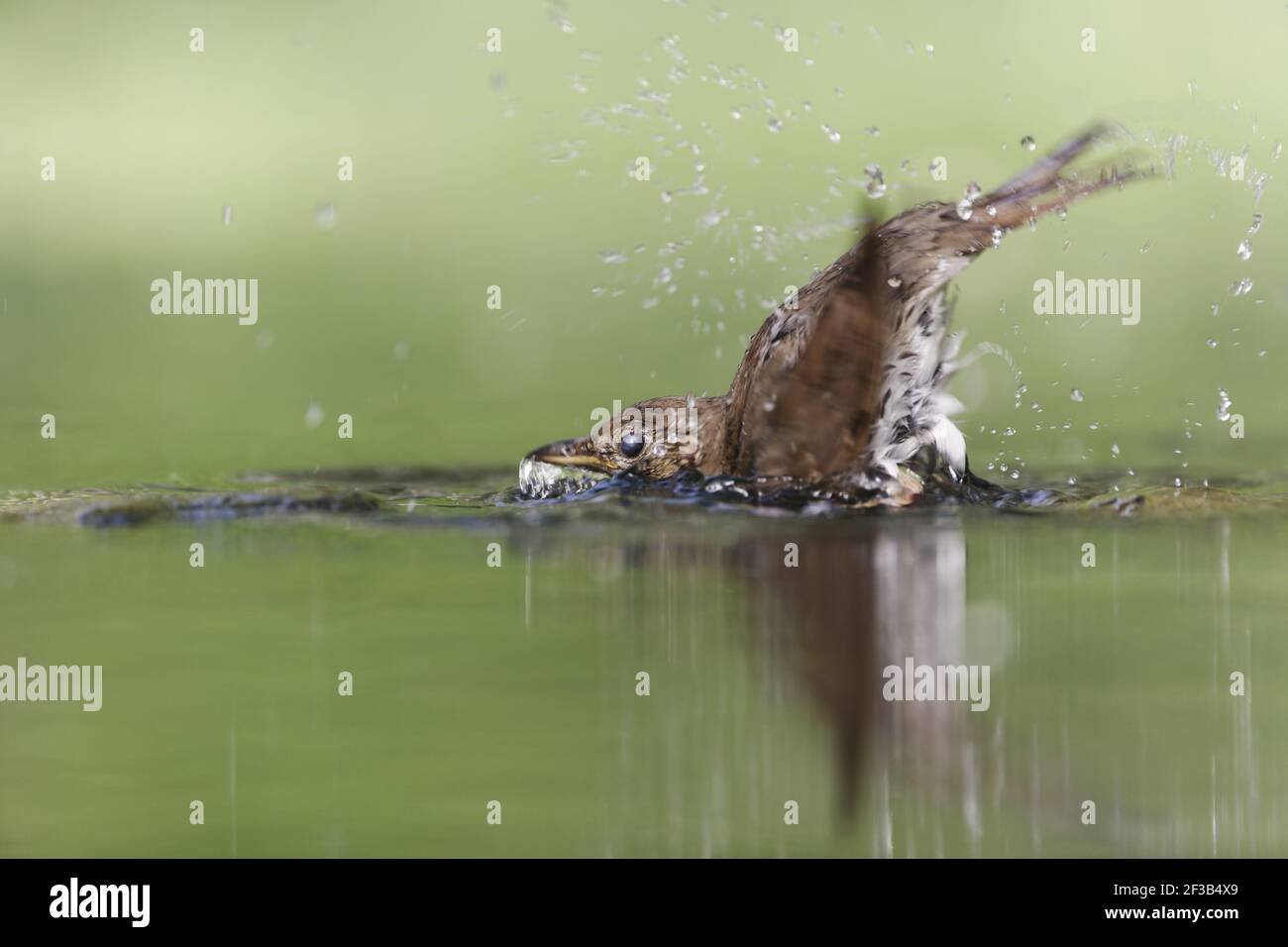 Song Grush - à la piscine de bois Turdus philomelos Hongrie BI016333 Banque D'Images