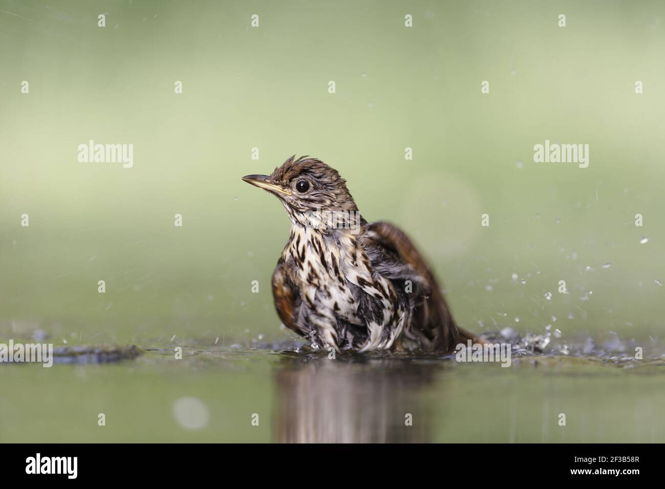 Song Grush - à la piscine de bois Turdus philomelos Hongrie BI016344 Banque D'Images