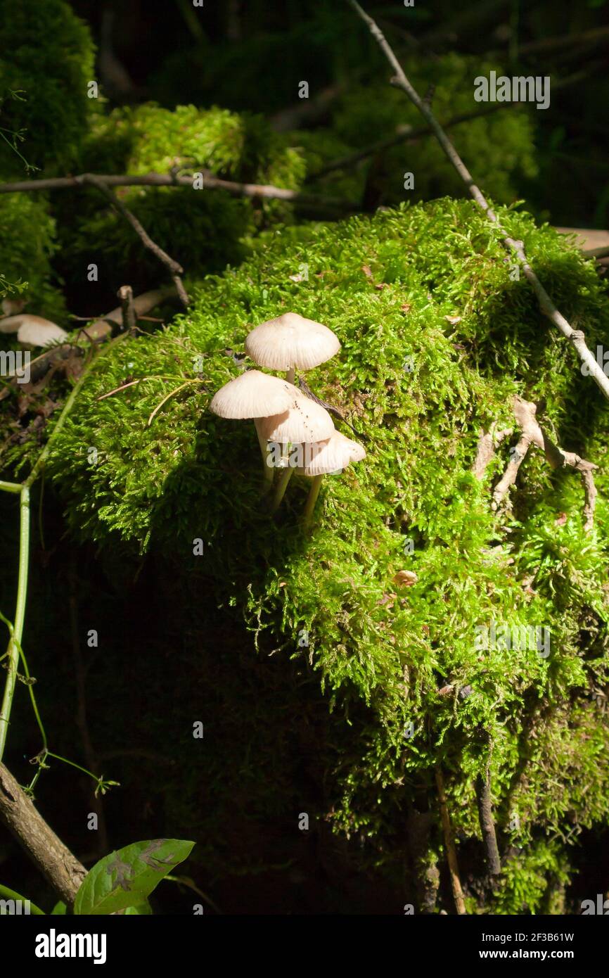 Espèce type du genre Mycena. De nombreux champignons du genre Mycena poussent sur une branche d'arbre pourri recouverte de mousse. Banque D'Images